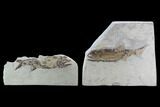 Fossil Fish (Wendyichthys) Plate with Pos/Neg - Montana #97801-1